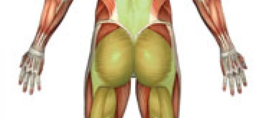 Muscles involved in Green Light Reflex highlighted in green